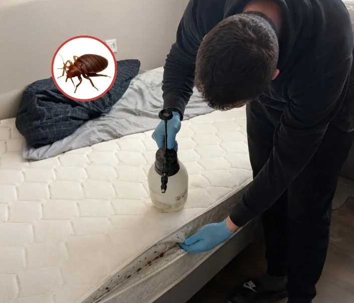 Technicien traitant un matelas contre les punaises de lit à Chambry